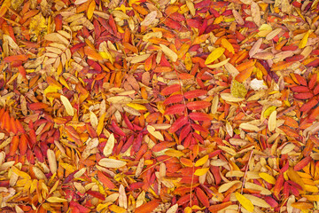Top view of colorful fallen autumn foliage. Mostly rowan branches with bright red and orange leaves