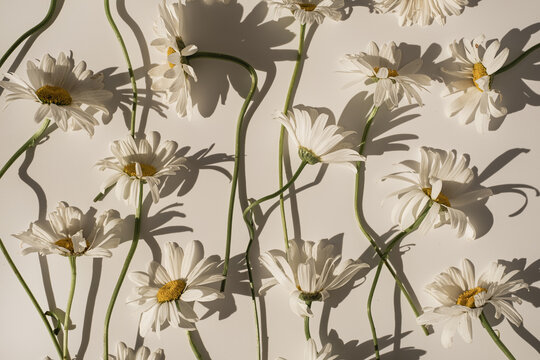 Delicate aesthetic chamomile flower pattern with sunlight shadows on white background