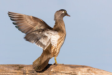 Wood duck female on log flapping wings in wetland Marion County, Illinois