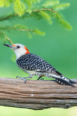 Red-bellied woodpecker female on fence near spruce tree Marion County, Illinois