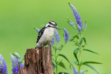 Downy woodpecker male on fence post near garden Marion County, Illinois