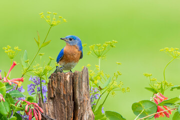 Eastern bluebird male on fence post near flower garden Marion County, Illinois