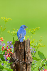 Eastern bluebird male on fence post near flower garden Marion County, Illinois