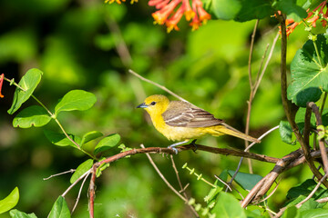 Obraz premium Orchard oriole female getting nectar on Dropmore Scarlet Honeysuckle, Marion County, Illinois