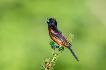 Orchard oriole male singing in spruce tree Marion County, Illinois