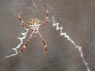 Silver garden spider (argiope, an orbweaver) on web showing stabilimenti and orb web.