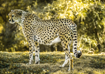 Cheetah