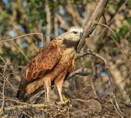 Belize, Crooked Tree Wildlife Sanctuary, Black-collared Hawk (Busarellus nigricollis).