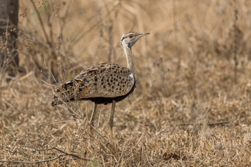 Black-bellied Bustard - Lissotis melanogaster, beautiful ground bird from African bushes and savannahs, Queen Elizabeth National Park, Uganda.