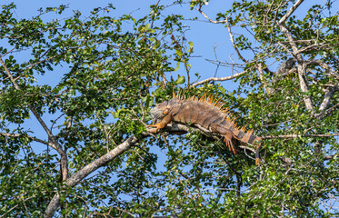 Belize, Crooked Tree Wildlife Sanctuary, Male Green Iguana (Iguana iguana) in orange breeding color.