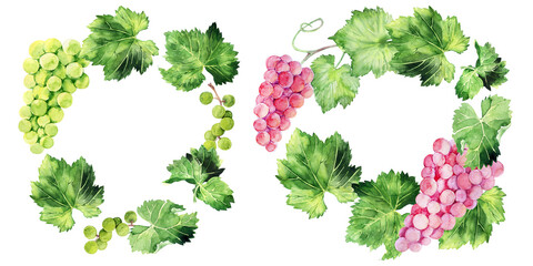 Watercolor illustration with grape brushes, branches and leaves of various grape varieties