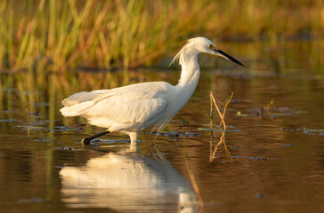 Belize, Crooked Tree Wildlife Sanctuary, Snowy Egret (Egretta thula).