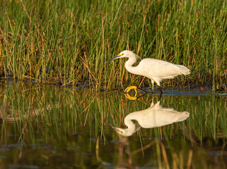 Belize, Crooked Tree Wildlife Sanctuary, Snowy Egret (Egretta thula).