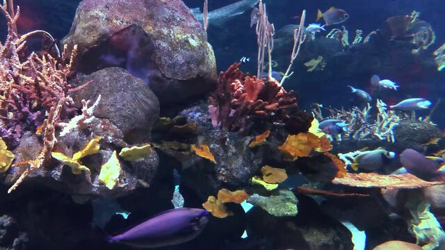 Saltwater Reef Aquarium With Fish And Corals Colorful Tropical Fish Aquarium Full Of Life