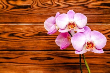 A branch of purple orchids on a brown wooden background
