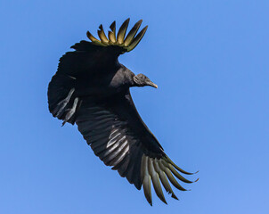 Belize, Crooked Tree Wildlife Sanctuary, Black Vulture (Coragyps atratus).