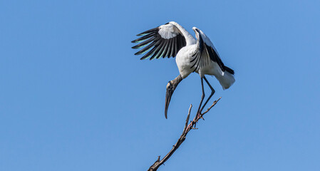 Belize, Crooked Tree Wildlife Sanctuary, Wood Stork (Mycteria americana).