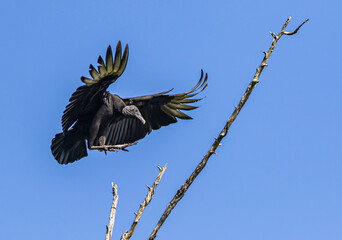 Belize, Crooked Tree Wildlife Sanctuary, Black Vulture (Coragyps atratus).