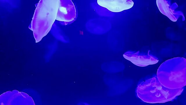 Multiple Colourful Jellyfish Swimming In A Swarm