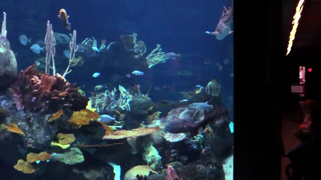 Saltwater Reef Aquarium With Fish And Corals Colorful Tropical Fish Aquarium Full Of Life shark