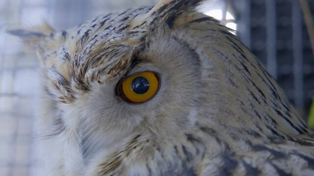 Close up of orange eye of Siberian eagle owl in cage. Uhu.