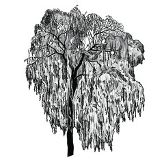 Weeping willow tree.  Vintage engraving illustration. Black and white vector sketch . © INESA