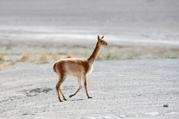 Bolivia, Lagunas de Colores. Portrait of a wild vicuna.