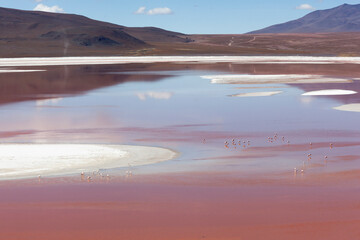 Bolivia, Atacama Desert, Laguna Colorada, Red Lake. The red lake is shallow and tinted red by algae...