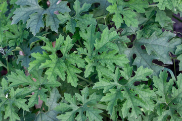 Top view of Momordica Charantia or Bitter Gourd is growing in the garden for background.