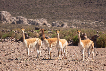 Bolivia, Lagunas de Colores, vicuna. A group of wild vicuna stare suspiciously at the photographer.
