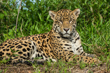 Naklejka premium Brazil, Pantanal. Resting wild jaguar close-up.