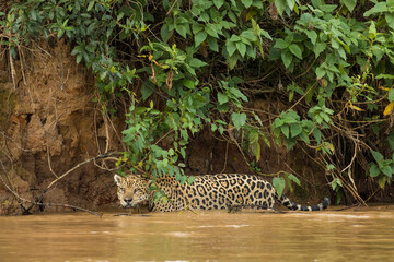 Fototapeta na wymiar Brazil, Pantanal. Wild jaguar standing in river water.