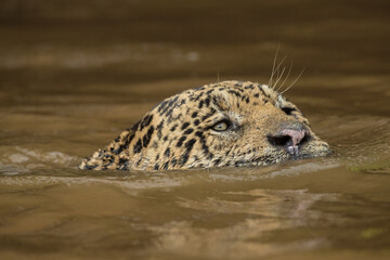 Brazil, Pantanal. Close-up of wild jaguar swimming in river.