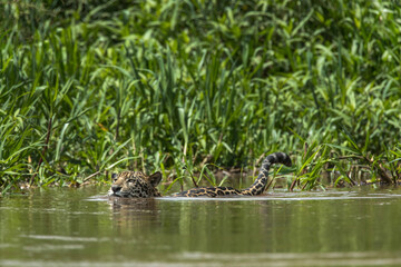 Brazil, Pantanal. Wild jaguar swimming in river.