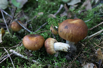 Russula foetens, known as the Stinking Russula or Stinking Brittlegill
