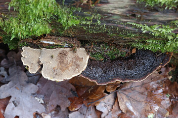 Phellinus nigrolimitatus, a bracket fugus from Finland, no common English name
