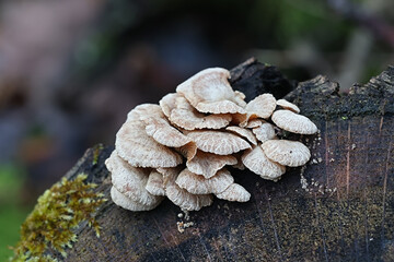 Panellus stipticus, commonly known as the bitter oyster, astringent panus or luminescent panellus 