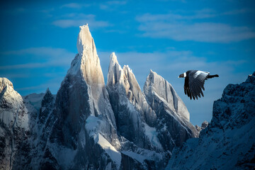 South America, Chile, Patagonia. Andean condor and mountains in Torres del Paine National Park. - obrazy, fototapety, plakaty