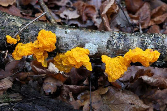 Tremella mesenterica, known as yellow brain, golden jelly fungus, yellow trembler or witches' butter 