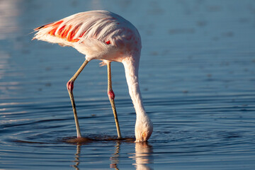 Fototapeta premium Chile, Salar de Atacama, Los Flamencos National Reserve, Chilean flamingo, Phoenicopterus chilensis. Portrait of a Chilean flamingo with its red joints foraging in the shallow water.