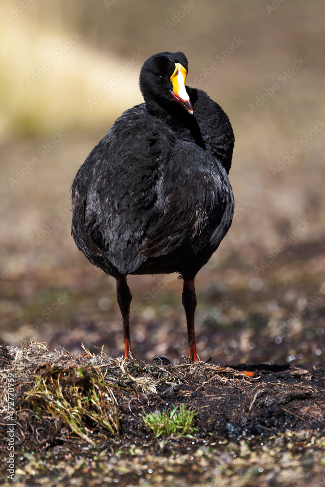 Wall mural Chile, Machuca, giant coot, Fulica gigantea. Portrait of a giant coot.