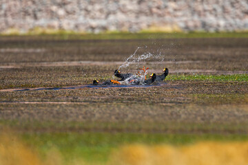 Chile, Machuca, giant coot, Fulica gigantea. A group of giant coots fight with each other while on their backs and using their feet.