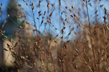 small grass in the sun