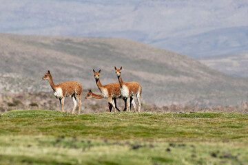 Chile, Arica, Lluta Valley, vicuna. A group of wild vicuna stare suspiciously at the photographer.