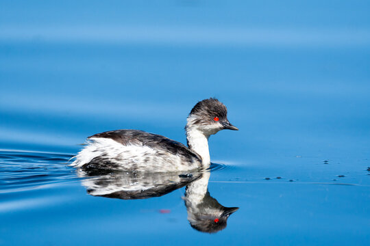 Chile, Putre, Lauca National Park, Southern silvery grebe, Podiceps occipitalis. A silvery grebe swims in one of the park's lakes.