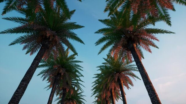 Avenue of palm trees slow motion Empty street blue dark sky summer time 4k