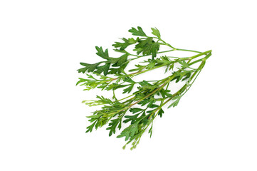 Coriandrum sativum isolated on white background.
