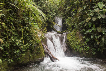 Ecuador, Mindo. Mindo Nambillo Cloud Forest Reserve waterfall