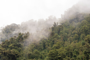 Ecuador. Cloud forest. Papallacta