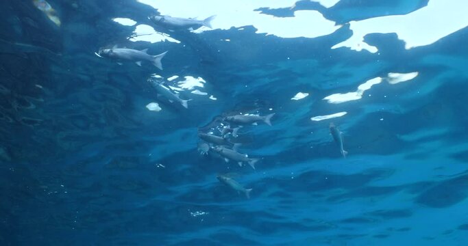 fish eating the partucles on the surface of water underwater grey mullet feeding ocean scenery of behaviour